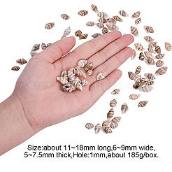 Natural Spiral Shell Beads&nbsp;SSHEL-PH0002-10