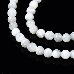 Natural Trochid Shell/Trochus Shell Beads Strands&nbsp;SSHEL-S266-023A-01