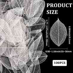 ドライフラワーの葉のクラフト用品100個  ホワイト  45~50x25~30x0.1mm&nbsp;AJEW-CP0009-41B