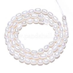 天然養殖淡水パールビーズ連売り  ライス  貝殻色  5~6.5x3.5~4mm  穴：0.7mm  約58~67個/連  12.99インチ（33cm）&nbsp;PEAR-N012-03E