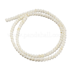 天然淡水シェルビーズ連売り  ラウンド  3mm  穴：0.6~0.8mm  約126個/連  14.96''（38センチメートル）&nbsp;BSHE-Z005-02
