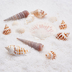 天然ホタテ貝殻ビーズ  シーシェルビーズ  ドリルなし/穴なしビーズ  貝殻色  8.3x12cm&nbsp;SSHEL-CJ0001-02