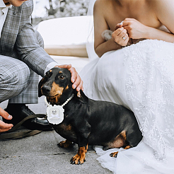 ポリエステル製ペット犬用結婚指輪ディスプレイ  樹脂製の真珠のネックレスと鉄製の金具付き  ホワイト  27cm  箱：5.7x5.1x4.3センチメートル&nbsp;AJEW-WH0460-074P-02