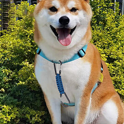 4個 4色 ポリエステルコード編み 犬用ハーネス カラー リーシュ コネクター  アルミニウム合金クラスプ犬首輪安全クリップ  ミックスカラー  193x22x8mm&nbsp;AJEW-GO0001-38