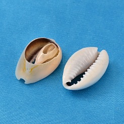 天然カウリーシェルビーズ  穴なし/ドリルなし  貝殻色  16~18x12~13x5~7mm&nbsp;X-BSHE-S052