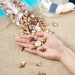 スパイラルシェルのペンダント  20.5~30.5x13.5~17.5x10.5~16mm  穴：1.5mm  約161個/箱&nbsp;SSHEL-TA0001-02