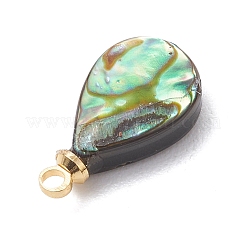 天然パウアシェルチャーム  真鍮のペグベイル付き  ゴールドカラー  カラフル  ティアドロップ  15x8x3.5mm  穴：1.6mm&nbsp;PALLOY-JF05129-02