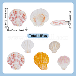 天然貝殻工芸品48個  シェル形状  壁の装飾用 水族館の風景 水槽の装飾 装飾  ミックスカラー  31~44x27~40x5~7.5mm&nbsp;DJEW-AR0001-12