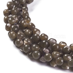 天然トロチッドシェル/トロカスシェルビーズ連売り  染め  ラウンド  コーヒー  6x3mm  穴：0.5mm  約178個/連  15.47''（39.3センチメートル）&nbsp;SSHEL-K027-01