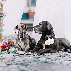 2個 2色 PUレザー ペット用首輪 カップルリングボックス  結婚指輪持ちの犬の首輪ポーチ  新婚夫婦のための  ミックスカラー  7cm  バッグ：44x70x42mm  1pc /カラー&nbsp;AJEW-DR0001-23