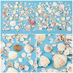 天然貝殻ビーズキット  巻き貝  クラムシェル  ホタテ貝殻  ドリルなし/穴なしビーズ  貝殻色  5~51x3~64x2~15mm  約400g/ボックス&nbsp;SSHEL-PH0002-49
