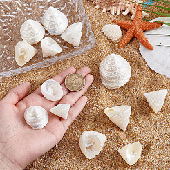 100g天然貝殻ディスプレイ装飾  水槽の装飾品  シェル形状  21~42x27~34mm&nbsp;SSHEL-PH0001-40A