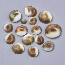 天然石シェルカボション  半円  ペルー  8~16x9~18x3~6mm&nbsp;SSHEL-S258-93