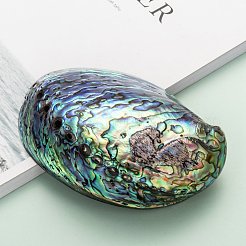 天然アワビの殻/パウア貝の装飾  シェル  カラフル  120~140x90~100x20mm&nbsp;X-SSHEL-F0005-01