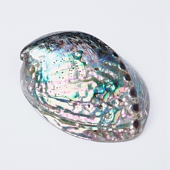 天然アワビの殻/パウア貝の装飾  シェル  110~130x85~90x35~50mm&nbsp;SSHEL-K024-01B