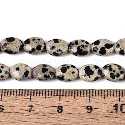 天然石ダルメシアンジャスパービーズ連売り  フラットオーバル  8x6x4mm  穴：0.8mm  約48~49個/連  14.88~15.16''（37.8~38.5センチメートル）&nbsp;G-T142-20