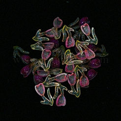 蓄光透明樹脂カボション  暗闇で光るグリッターパウダー入りの花  カメリア  6x13x3mm&nbsp;RESI-D013-05A