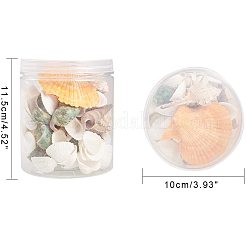 シーシェルビーズ  ドリルなし/穴なしビーズ  混合形状  ミックスカラー  20~73x14~60x10~31mm&nbsp;SSHEL-PH0002-19