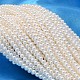 ラウンドシェルパールビーズ連売り  ホワイト  2.5mm  穴：0.5mm  約169個/連  15.74インチ&nbsp;BSHE-L011-2.5mm-A013-1