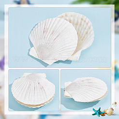 ナチュラルシェルディスプレイデコレーション  ホワイト  100~120x100~125x2~3mm&nbsp;SSHEL-WH0001-39D