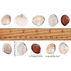 クラムシェルビーズ  ドリルなし/穴なしビーズ  紫色のメディア  7~17x8~17x2~6mm  約300g/ボックス&nbsp;SSHEL-NB0001-11