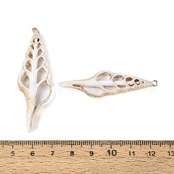電気メッキ天然シェルビッグペンダント  金色の鉄製ループが付いた貝殻スライスチャーム  パパイヤホイップ  51.5~63x14.5~19.5x4~7mm  穴：1.3~1.8mm&nbsp;SSHEL-N042-15
