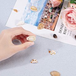 スパイラルシェルペンダント/ビーズ  穴あり、穴なし  ミックスカラー  80x72mm&nbsp;SSHEL-PH0002-20