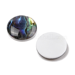天然パウアシェルカボション  フラットラウンド  12x2.5mm&nbsp;SSHEL-I026-20C