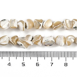 Natural Trochus Shell Beads Strands&nbsp;BSHE-H109-10