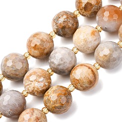 Natural Fossil Coral Beads Strands&nbsp;G-C249-A27-16MM