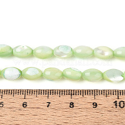 Natural Trochus Shell Beads Strands&nbsp;SHEL-K006-19-01C