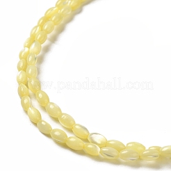 Natural Trochus Shell Beads Strands&nbsp;SHEL-K006-19C