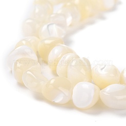 Natural Shell Beads&nbsp;BSHE-B003-19