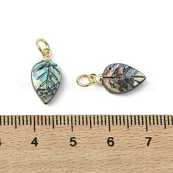 Natural Paua Shell/Abalone Shell Carved Pendants&nbsp;PALLOY-JF05615-01