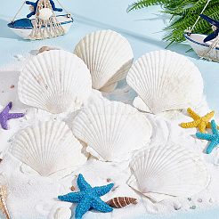 Natural Shell Display Decorations&nbsp;SSHEL-WH0001-39D