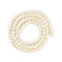 Shell Beads Strands&nbsp;SSHEL-E571-38-4mm