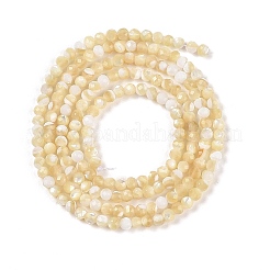Natural Trochus Shell Beads Strands&nbsp;BSHE-G036-08A-02