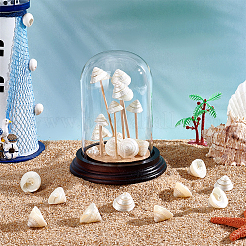 100G Natural Shell Display Decorations&nbsp;SSHEL-PH0001-40B
