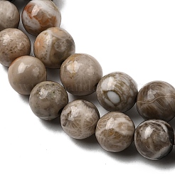 Natural Fossil Coral Beads Strands&nbsp;G-G212-6mm-31