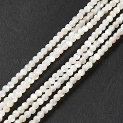 Natural White Shell Beads Strands&nbsp;SHEL-G014-14