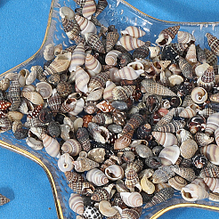 150G 5 Styles Natural Mixed Shell Beads&nbsp;SSHEL-SC0001-50