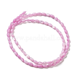 Natural Trochus Shell Beads Strands&nbsp;SHEL-K006-19A