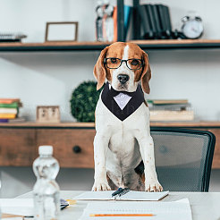 Cotton Elegant Dog Collar with Bowtie&nbsp;AJEW-WH0348-218