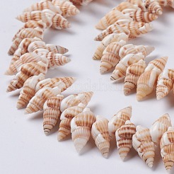 Natural Spiral Shell Beads Strands&nbsp;BSHE-I016-08