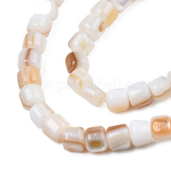 Natural Freshwater Shell Beads Strands&nbsp;SHEL-N026-198