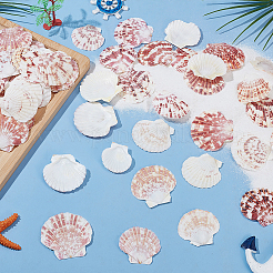 2 Styles Natural Shell&nbsp;SSHEL-WR0001-06B