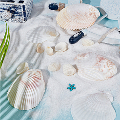 Natural Shell Display Decorations&nbsp;SSHEL-SP0001-01