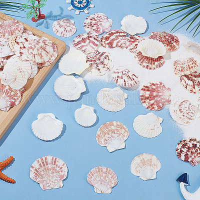 2 Styles Natural Shell&nbsp;SSHEL-WR0001-06B-1