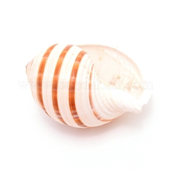 Natural Shell&nbsp;DJEW-WH0010-70