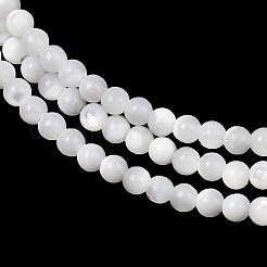 Natural White Shell Beads Strands&nbsp;G-A177-04-25